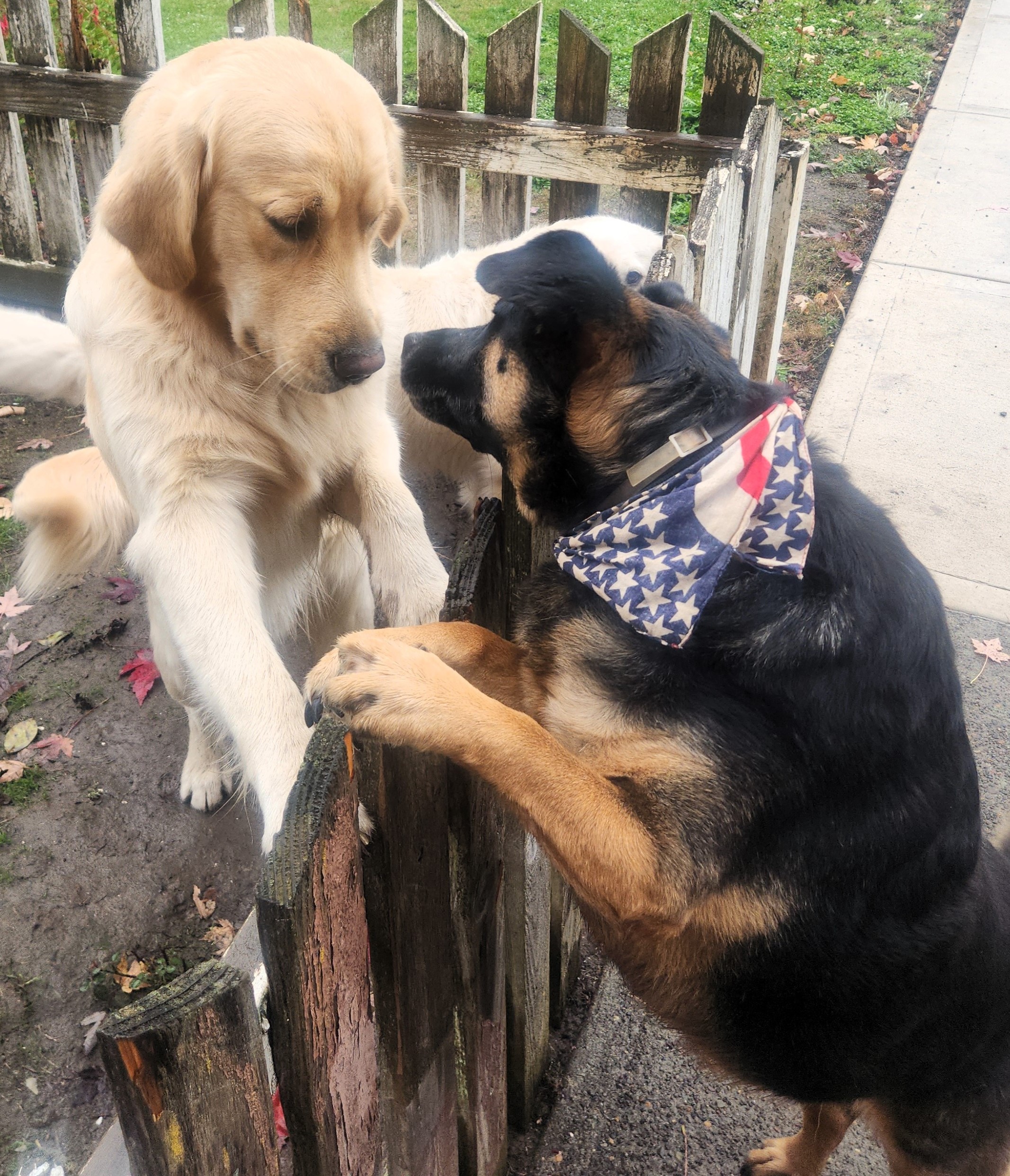 Chiva with a friend in Forest Grove, Oregon