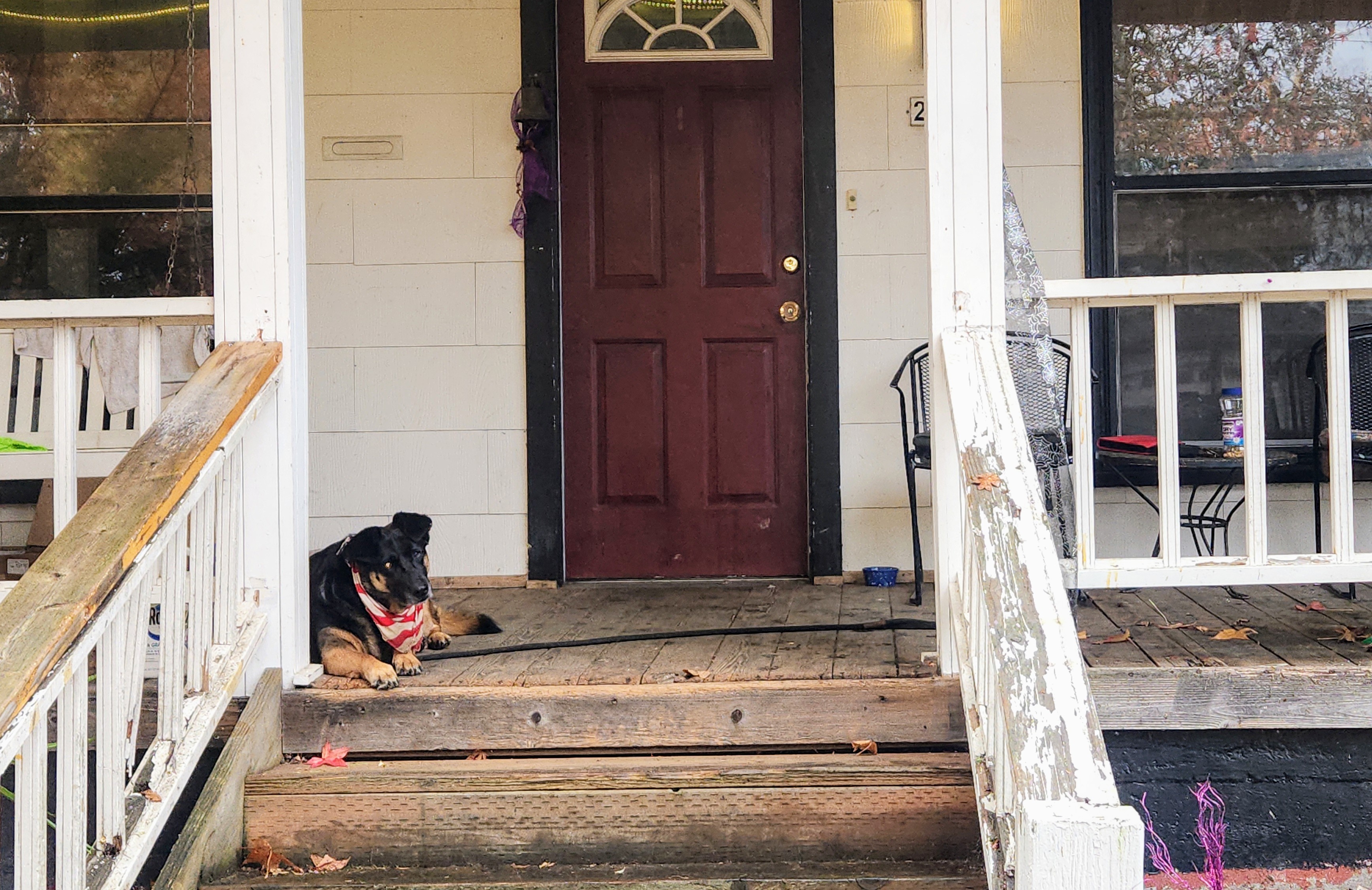 Chiva on a porch in Forest Grove, Oregon