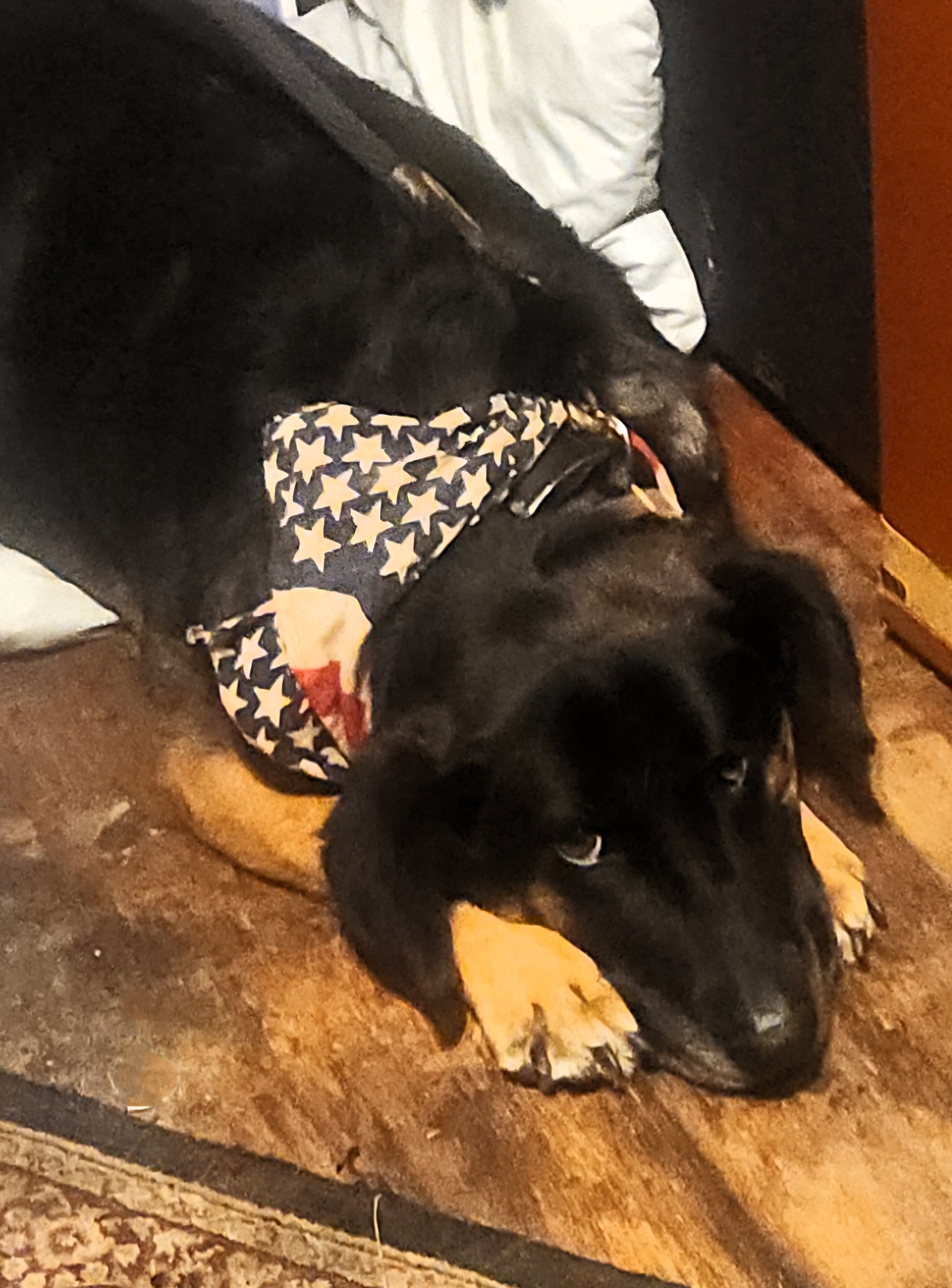 Sad Chiva in Forest Grove, Oregon