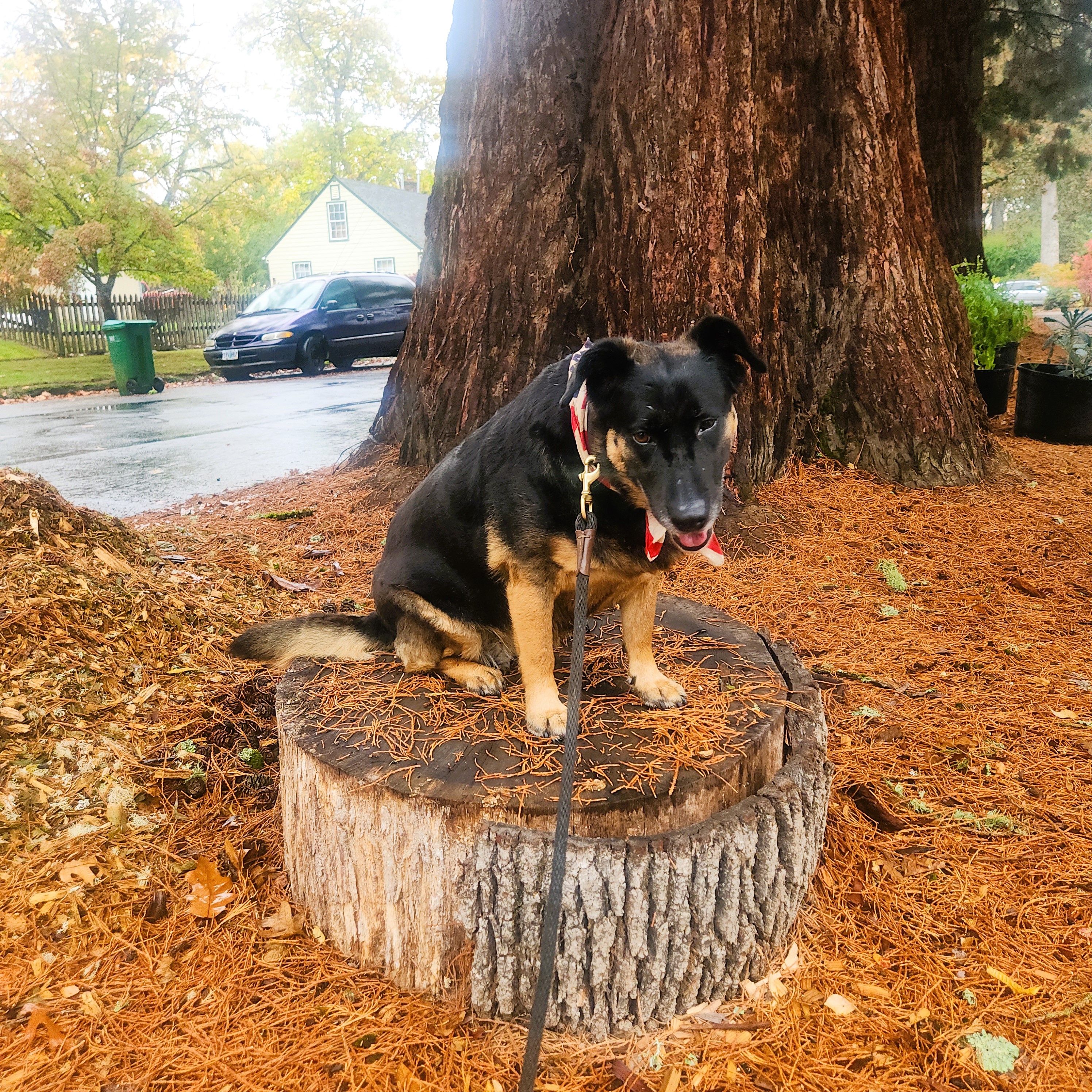 Chiva on a stump in Forest Grove, Oregon